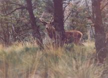 Ciervo en el Bosque - Foto: H. Ritter