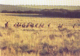 Ciervos - Foto: Provincia de La Pampa