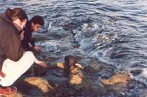 PuertoPirámides-Pinguinos002.jpg (5592 bytes)